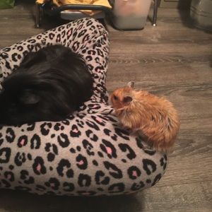 Meet your Posher, Rachael